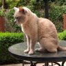 Profilbild von alfie the cat