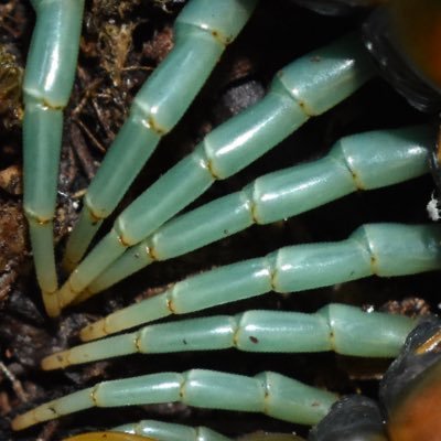invertebrate's profile picture