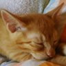 Фото профиля 茶猫のゆう太