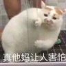 土豆炒蛋 的头像