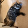 にゃんのつぶやき profil fotoğrafı