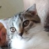 Міша Ко's profile picture