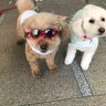izumi.izumi profil fotoğrafı