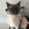Lillitheboss 🇺🇸🙏🏻🕊 profil fotoğrafı