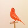 Фото профиля tater tot