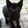 peki profil fotoğrafı
