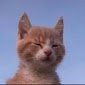Profilbild von star