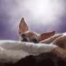 Profilbild von Dynamic Dog Art