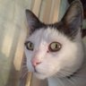 Léon la malice profil fotoğrafı