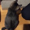 ほととぎす's profile picture