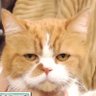 Profilbild von ふてにゃん