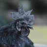 ダイオウイカ's profile picture
