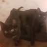 Фото профиля DoubleBlackCat