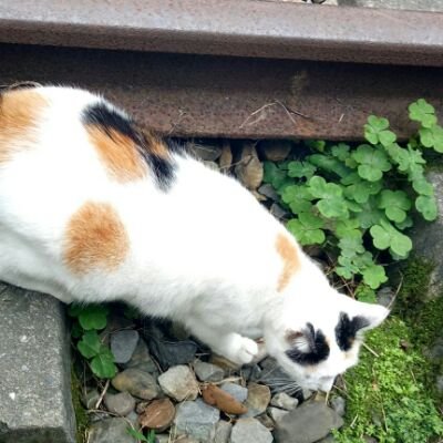 球's profile picture