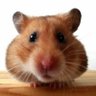 Фото профиля Ol' Dirty Hamster