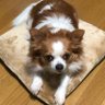 Profilbild von すぱほか