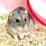 モモンガ91's profile picture