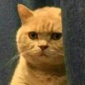 Shin's profile picture
