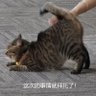 诶嘿's profile picture