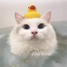 Duckris's profile picture