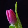 Фото профиля mahmoudtokhy