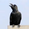 Фото профиля 烏何故鳴くの🐦⬛
