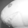 Femboy Infrared 的头像