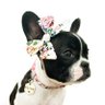 Olive The Adorabull profil fotoğrafı