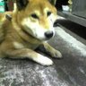 。 ヤスタカ profil fotoğrafı