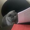 王白 profil fotoğrafı