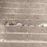 風森の猫 的头像