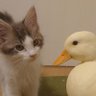 🦆むしぱん/しらす🐈's profile picture
