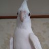 Profilbild von オカメインコ中毒