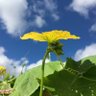 Фото профиля Luffa