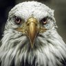 Waliedaly profil fotoğrafı