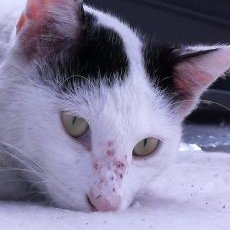 南品川T.N.R猫会's profile picture