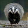 Фото профиля cheeky badger