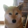 Shibawanko 的头像