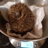 Hedgehog Hideaway 的头像