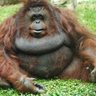 Фото профиля ICE CHIMP THE WISE