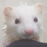 たん@フェレット🦦🌸とラット🐭💮's profile picture