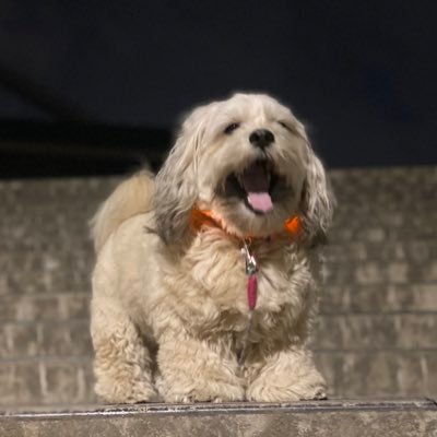 うーきーtheごろん's profile picture