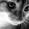 Szerszen Helga's profile picture