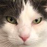 Profilbild von tortiegertie 🟧🐈🌸🧚♀️🌳🍺🥖🧀🍝🍷🍽🍫🐑📷🧶🧳