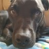 Profilbild von Steve Bres