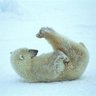 Bearmom2's profile picture