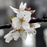 kaji-spring's profile picture