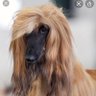 Profilbild von Patsie