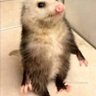 Profilbild von kole