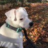 Profilbild von PetDogPower